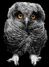 owl_on.gif (7150 bytes)