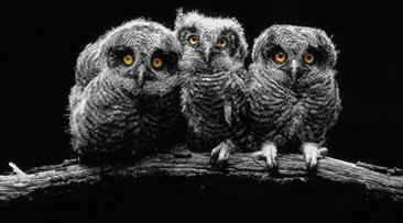 owls2.jpg (19009 bytes)