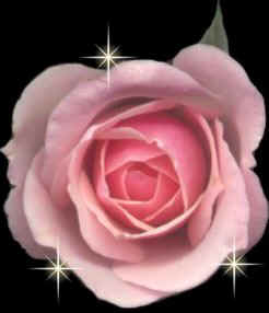 pinkrosemn.jpg (12713 bytes)